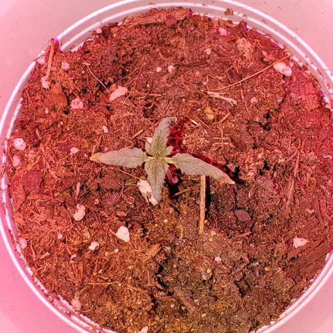 Unknown strain growlog photo: Starting to feel that the light may have changed the colors of some of these leaves haha.  Otherwise looking good.  Started to get 1-1-1 mixed with some Root hormones.  Trying to correct nitrogen deficiency 