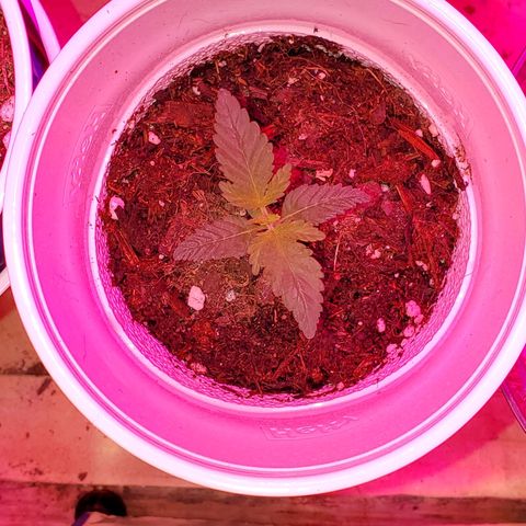 Unknown strain growlog photo: These are doing the best I've ever seen.  PH correct from 6.9 and 7 down to 6.5 and 6.8.  Plants are perking up the way they should.  Gave them feeding again today