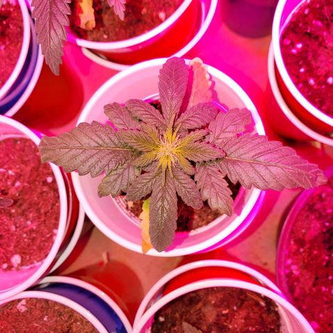 Unknown strain growlog photo: These are doing the best I've ever seen.  PH correct from 6.9 and 7 down to 6.5 and 6.8.  Plants are perking up the way they should.  Gave them feeding again today