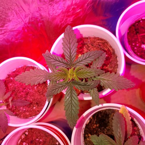 Unknown strain growlog photo: These are doing the best I've ever seen.  PH correct from 6.9 and 7 down to 6.5 and 6.8.  Plants are perking up the way they should.  Gave them feeding again today