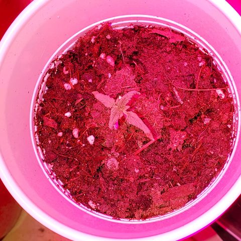 Unknown strain growlog photo: These are doing the best I've ever seen.  PH correct from 6.9 and 7 down to 6.5 and 6.8.  Plants are perking up the way they should.  Gave them feeding again today