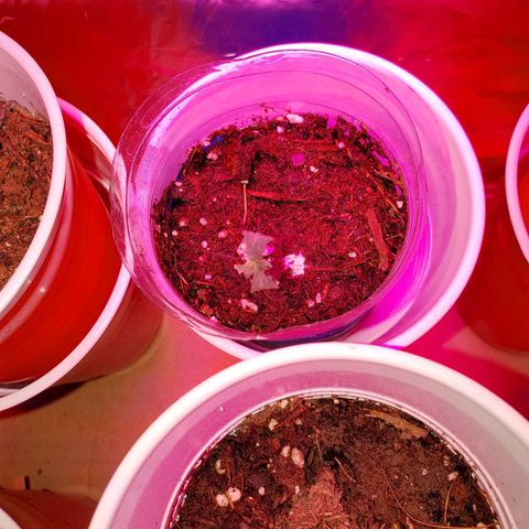 Unknown strain growlog photo: These are doing the best I've ever seen.  PH correct from 6.9 and 7 down to 6.5 and 6.8.  Plants are perking up the way they should.  Gave them feeding again today