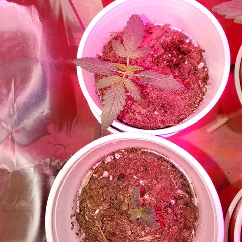 Unknown strain growlog photo: These are doing the best I've ever seen.  PH correct from 6.9 and 7 down to 6.5 and 6.8.  Plants are perking up the way they should.  Gave them feeding again today