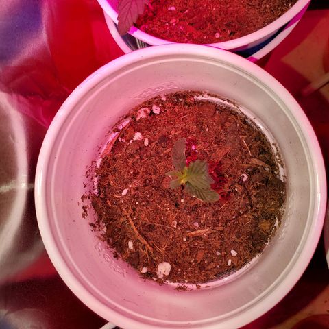 Unknown strain growlog photo: These are doing the best I've ever seen.  PH correct from 6.9 and 7 down to 6.5 and 6.8.  Plants are perking up the way they should.  Gave them feeding again today