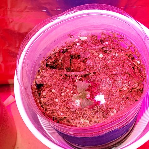Unknown strain growlog photo: Doing great!  I see some pistols coming out of one
