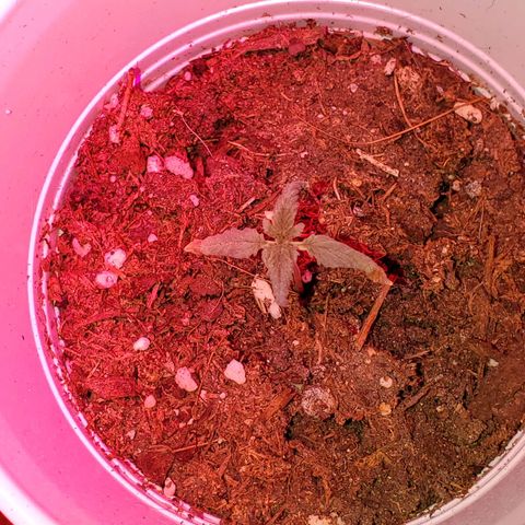 Unknown strain growlog photo: Doing great!  I see some pistols coming out of one