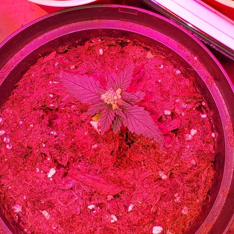 Unknown strain growlog photo: Doing great!  I see some pistols coming out of one