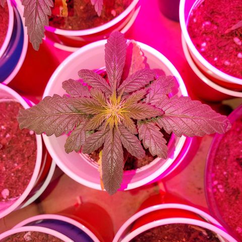 Unknown strain growlog photo: Doing great!  I see some pistols coming out of one