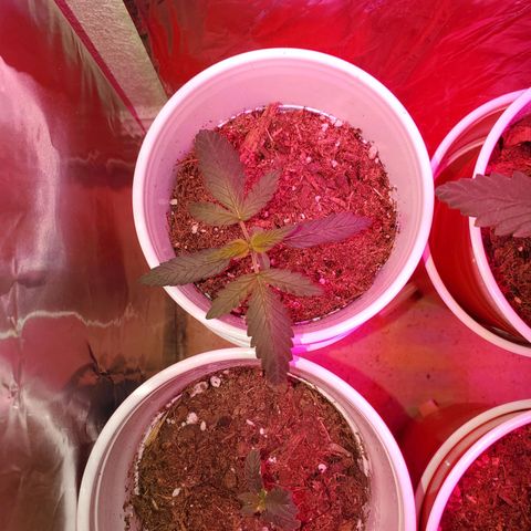 Unknown strain growlog photo: Doing great!  I see some pistols coming out of one