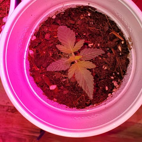 Unknown strain growlog photo: Doing great!  I see some pistols coming out of one