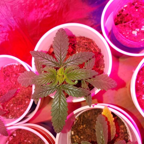 Unknown strain growlog photo: Doing great!  I see some pistols coming out of one