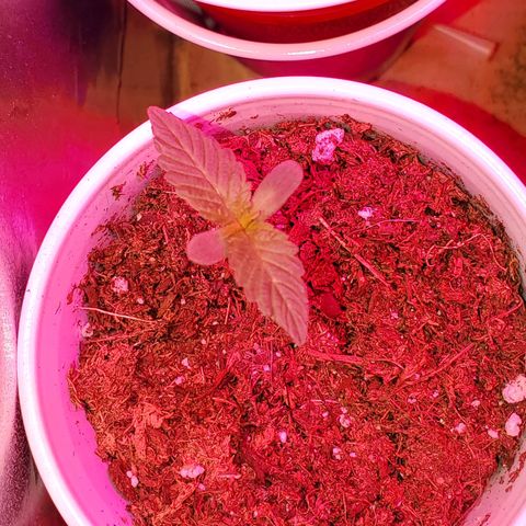 Unknown strain growlog photo: Doing great!  I see some pistols coming out of one