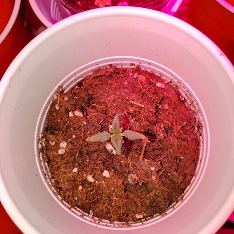 Unknown strain growlog photo: I have a full blown male haha.  Big pot seems like he is pollinating.  May keep to get more fresh seeds.  Others are looking great,  one female and another possible female on the larger plants.  They got some 3-4-3, 1-1-1, and take root hormones.  Gonna see how they react to their feeding.  Feedings my seem like a lot, doing even day ornother day.  But my feedings are very limited.  Feed, mixed with water til the cups starts to feel a bit heavy.  Not too heavy. Very little run off.  Scared of overwatering