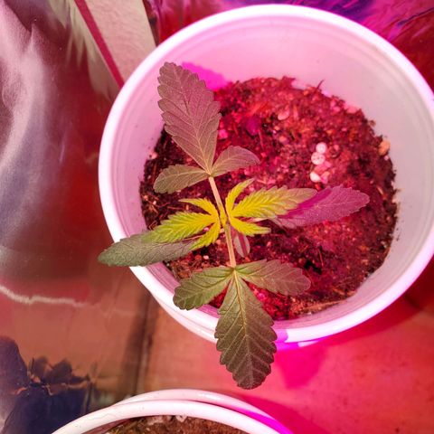 Unknown strain growlog photo: I have a full blown male haha.  Big pot seems like he is pollinating.  May keep to get more fresh seeds.  Others are looking great,  one female and another possible female on the larger plants.  They got some 3-4-3, 1-1-1, and take root hormones.  Gonna see how they react to their feeding.  Feedings my seem like a lot, doing even day ornother day.  But my feedings are very limited.  Feed, mixed with water til the cups starts to feel a bit heavy.  Not too heavy. Very little run off.  Scared of overwatering