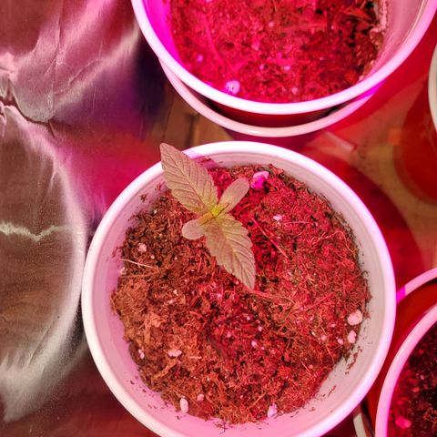 Unknown strain growlog photo: I have a full blown male haha.  Big pot seems like he is pollinating.  May keep to get more fresh seeds.  Others are looking great,  one female and another possible female on the larger plants.  They got some 3-4-3, 1-1-1, and take root hormones.  Gonna see how they react to their feeding.  Feedings my seem like a lot, doing even day ornother day.  But my feedings are very limited.  Feed, mixed with water til the cups starts to feel a bit heavy.  Not too heavy. Very little run off.  Scared of overwatering