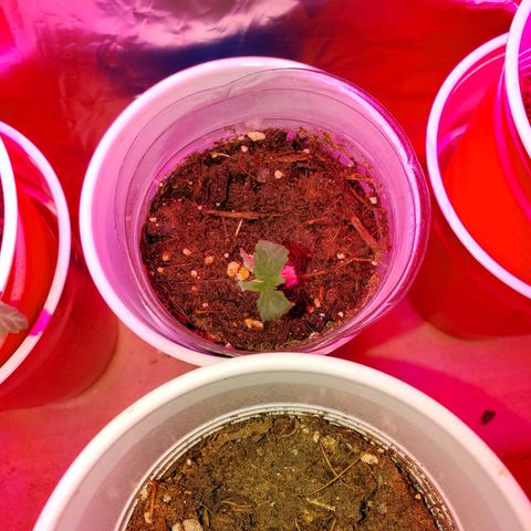 Unknown strain growlog photo: I have a full blown male haha.  Big pot seems like he is pollinating.  May keep to get more fresh seeds.  Others are looking great,  one female and another possible female on the larger plants.  They got some 3-4-3, 1-1-1, and take root hormones.  Gonna see how they react to their feeding.  Feedings my seem like a lot, doing even day ornother day.  But my feedings are very limited.  Feed, mixed with water til the cups starts to feel a bit heavy.  Not too heavy. Very little run off.  Scared of overwatering