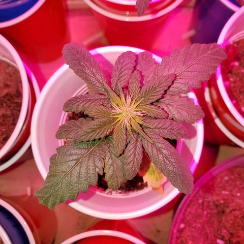 Unknown strain growlog photo: I have a full blown male haha.  Big pot seems like he is pollinating.  May keep to get more fresh seeds.  Others are looking great,  one female and another possible female on the larger plants.  They got some 3-4-3, 1-1-1, and take root hormones.  Gonna see how they react to their feeding.  Feedings my seem like a lot, doing even day ornother day.  But my feedings are very limited.  Feed, mixed with water til the cups starts to feel a bit heavy.  Not too heavy. Very little run off.  Scared of overwatering
