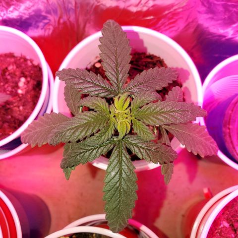 Unknown strain growlog photo: I have a full blown male haha.  Big pot seems like he is pollinating.  May keep to get more fresh seeds.  Others are looking great,  one female and another possible female on the larger plants.  They got some 3-4-3, 1-1-1, and take root hormones.  Gonna see how they react to their feeding.  Feedings my seem like a lot, doing even day ornother day.  But my feedings are very limited.  Feed, mixed with water til the cups starts to feel a bit heavy.  Not too heavy. Very little run off.  Scared of overwatering