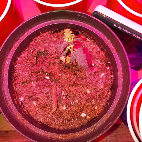 Unknown strain growlog photo: I have a full blown male haha.  Big pot seems like he is pollinating.  May keep to get more fresh seeds.  Others are looking great,  one female and another possible female on the larger plants.  They got some 3-4-3, 1-1-1, and take root hormones.  Gonna see how they react to their feeding.  Feedings my seem like a lot, doing even day ornother day.  But my feedings are very limited.  Feed, mixed with water til the cups starts to feel a bit heavy.  Not too heavy. Very little run off.  Scared of overwatering