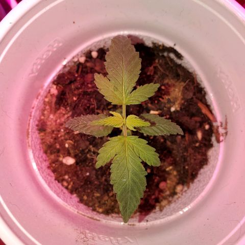 Unknown strain growlog photo: I have a full blown male haha.  Big pot seems like he is pollinating.  May keep to get more fresh seeds.  Others are looking great,  one female and another possible female on the larger plants.  They got some 3-4-3, 1-1-1, and take root hormones.  Gonna see how they react to their feeding.  Feedings my seem like a lot, doing even day ornother day.  But my feedings are very limited.  Feed, mixed with water til the cups starts to feel a bit heavy.  Not too heavy. Very little run off.  Scared of overwatering