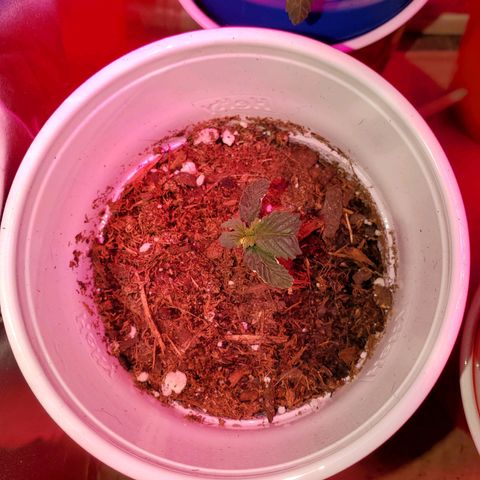 Unknown strain growlog photo: I have a full blown male haha.  Big pot seems like he is pollinating.  May keep to get more fresh seeds.  Others are looking great,  one female and another possible female on the larger plants.  They got some 3-4-3, 1-1-1, and take root hormones.  Gonna see how they react to their feeding.  Feedings my seem like a lot, doing even day ornother day.  But my feedings are very limited.  Feed, mixed with water til the cups starts to feel a bit heavy.  Not too heavy. Very little run off.  Scared of overwatering