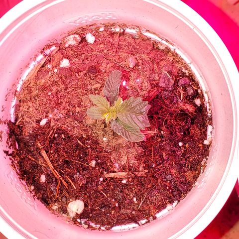 Unknown strain growlog photo: PhD water from here on out