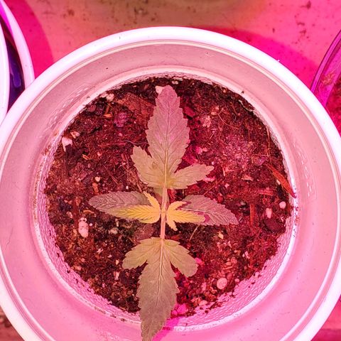 Unknown strain growlog photo: PhD water from here on out