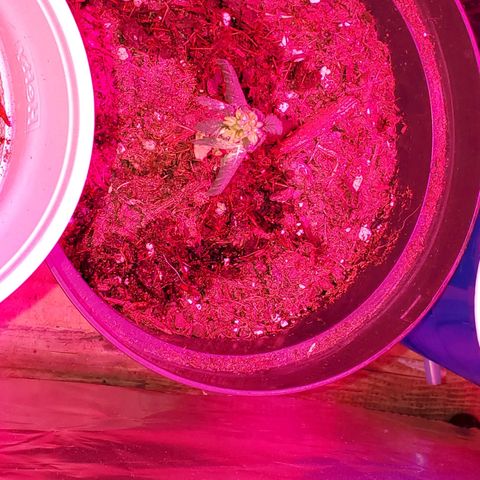 Unknown strain growlog photo: PhD water from here on out