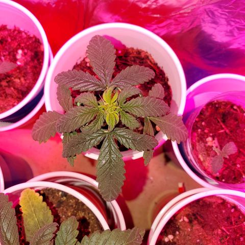 Unknown strain growlog photo: PhD water from here on out