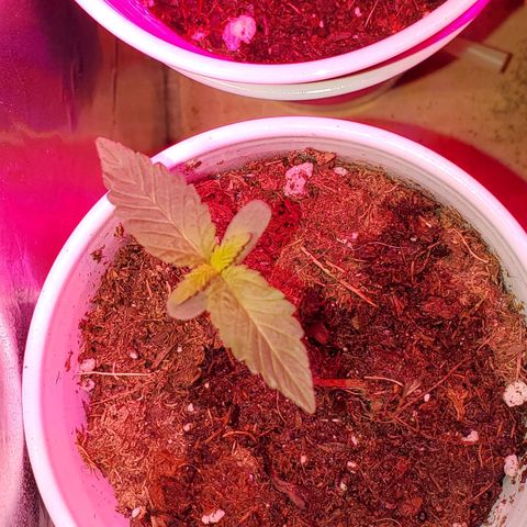 Unknown strain growlog photo: PhD water from here on out