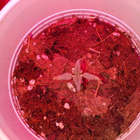 Unknown strain growlog photo: PhD water from here on out