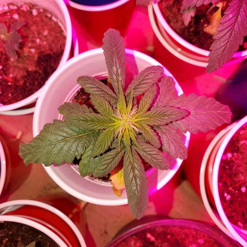 Unknown strain growlog photo: PhD water from here on out