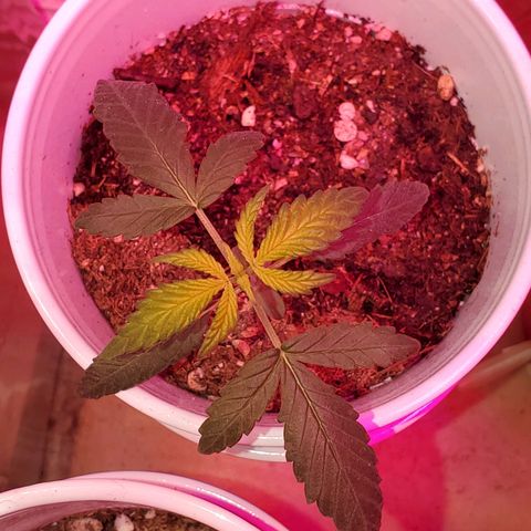 Unknown strain growlog photo: PhD water from here on out