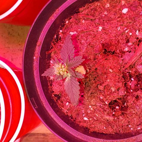 Unknown strain growlog photo: I know, get rid of him.  But, I do want fresh seeds to start planting