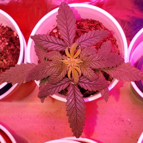 Unknown strain growlog photo: I feel these guys are doing great besides some nitrogen OD.  Back to plain water,  starting to see colors normalize.  I do see one mutated plant.  Can't wait to see what this one is