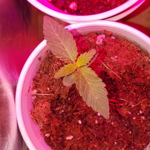Unknown strain growlog photo: I feel these guys are doing great besides some nitrogen OD.  Back to plain water,  starting to see colors normalize.  I do see one mutated plant.  Can't wait to see what this one is