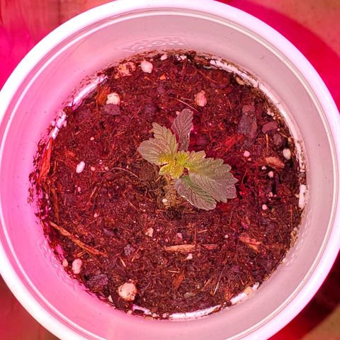 Unknown strain growlog photo: I feel these guys are doing great besides some nitrogen OD.  Back to plain water,  starting to see colors normalize.  I do see one mutated plant.  Can't wait to see what this one is