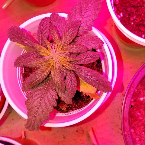 Unknown strain growlog photo: I feel these guys are doing great besides some nitrogen OD.  Back to plain water,  starting to see colors normalize.  I do see one mutated plant.  Can't wait to see what this one is