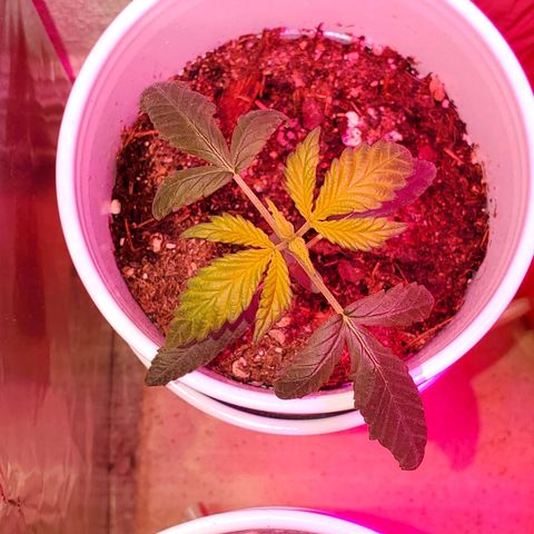 Unknown strain growlog photo: I feel these guys are doing great besides some nitrogen OD.  Back to plain water,  starting to see colors normalize.  I do see one mutated plant.  Can't wait to see what this one is