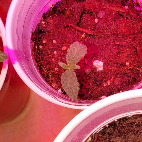 Unknown strain growlog photo: I feel these guys are doing great besides some nitrogen OD.  Back to plain water,  starting to see colors normalize.  I do see one mutated plant.  Can't wait to see what this one is