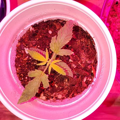 Unknown strain growlog photo: I feel these guys are doing great besides some nitrogen OD.  Back to plain water,  starting to see colors normalize.  I do see one mutated plant.  Can't wait to see what this one is
