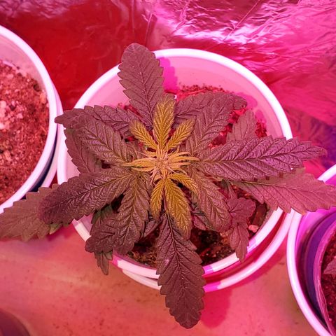 Unknown strain growlog photo: Looking green