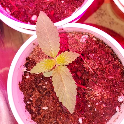 Unknown strain growlog photo: Looking green