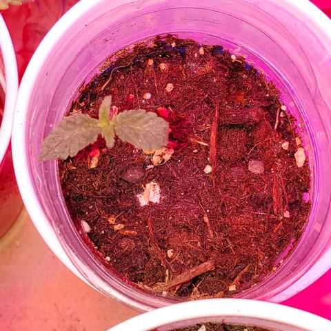 Unknown strain growlog photo: Looking green