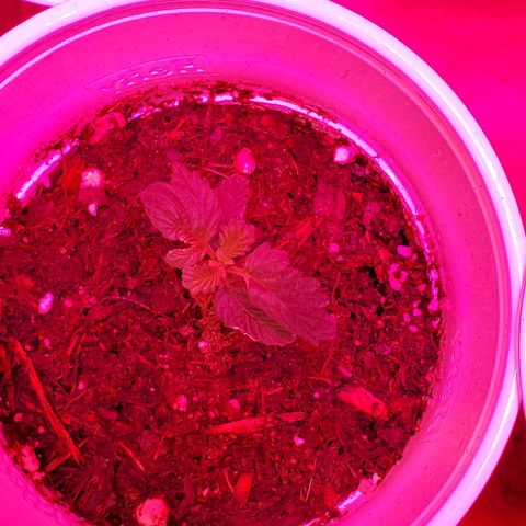 Unknown strain growlog photo: Looking green