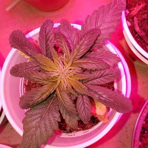 Unknown strain growlog photo: Looking green