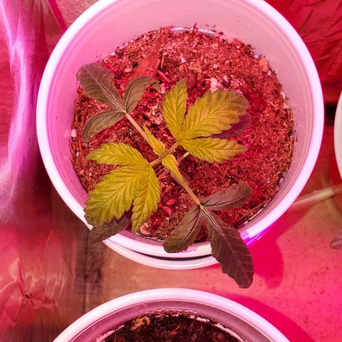 Unknown strain growlog photo: Looking green