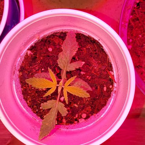Unknown strain growlog photo: Looking green