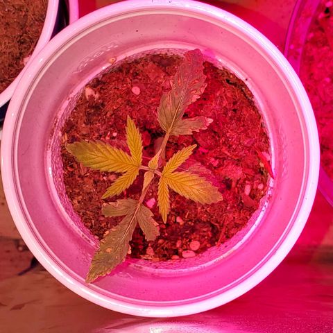 Unknown strain growlog photo: Everyone is looking good, even deformed one is growing.  One is showing, what I feel is calcium deficiency.  But mew growth is doing good. So not sure yet of what it has