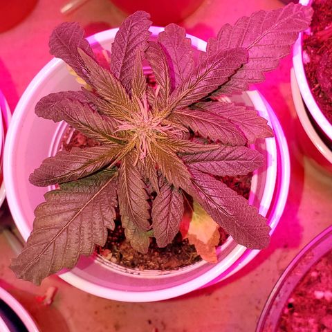 Unknown strain growlog photo: Everyone is looking good, even deformed one is growing.  One is showing, what I feel is calcium deficiency.  But mew growth is doing good. So not sure yet of what it has